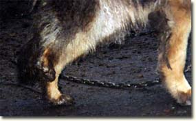Judith's leg