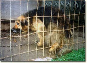 Chained for 10 years