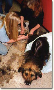Cutting mats of fur