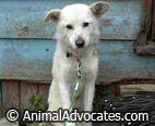 Report a Dog to AAS