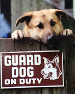 Read The Watchdog