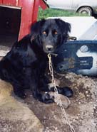 Annie, looking at camera.JPG (12720 bytes)
