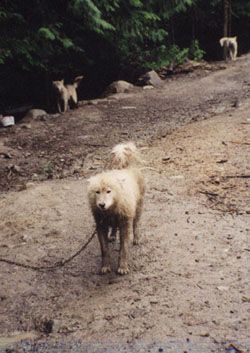 Topaz chained dogs.JPG (34381 bytes)