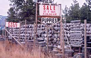 Breeding - Hub cap pups, Highway 97.JPG (24679 bytes)