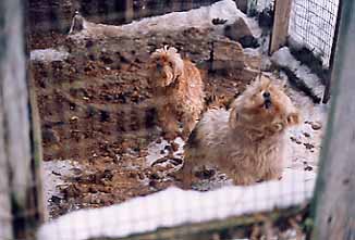 Breeding - R. two in dirty pen.JPG (20335 bytes)