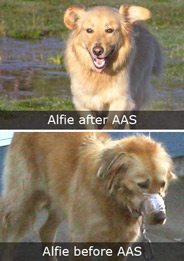 Alfie the Rescued Dog