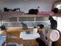 The Raid On Forgotten Felines Cat Shelter