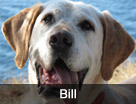 Bill's Dog Rescue Video