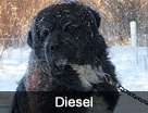 Diesel's Dog Rescue Video