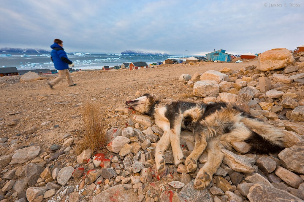 A dead sled dog in Qaanaaq, Northwest Greenland.