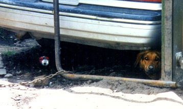 Cassie, under the car.JPG (34638 bytes)