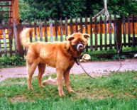 Duct tape dog, 275 dpi.JPG (27049 bytes)