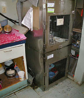 MAPLE RIDGE SPCA CAT CAGES.jpg (34091 bytes)