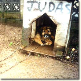 Her owners named her Judas