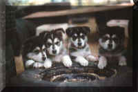 Beaverdell Puppies on tire.jpg (4146 bytes)