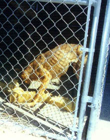 Bear, in his cage, 75dpi.JPG (30620 bytes)