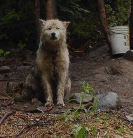 Topaz Bear before.JPG (42293 bytes)