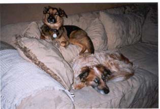 Gail's Jake and Journey.jpg (16253 bytes)