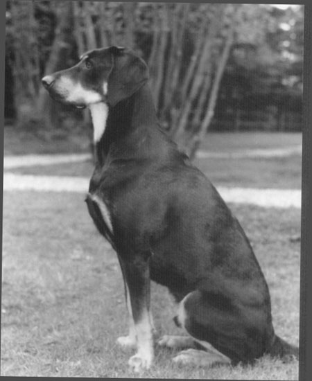 kody b and w.jpg (39497 bytes)