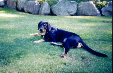 kody on lawn.JPG (40144 bytes)