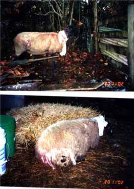 Sheep injuries 2.jpg (25221 bytes)