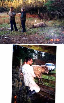 Sheep injuries 3.jpg (24097 bytes)