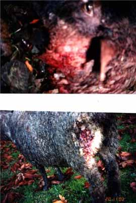 Sheep injuries 4.jpg (23940 bytes)