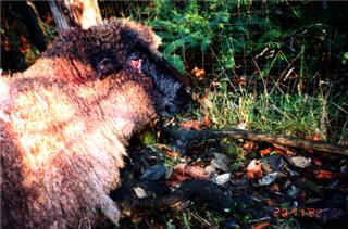 sheep injuries 6.jpg (22151 bytes)