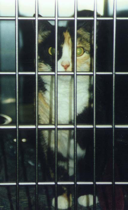 Cat in a cage.JPG (35848 bytes)