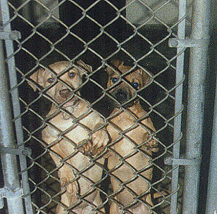 SPCA Pound dogs, two pups.JPG (78424 bytes)