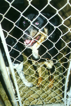 SPCA dogs in cages, Delta.JPG (54353 bytes)