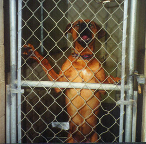 SPCA Pound dog, standing.JPG (49242 bytes)