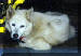 Betsey, white dog.JPG (43467 bytes)