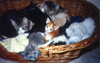 Cats, Too Many Cats, sick and well kittens.JPG (32875 bytes)