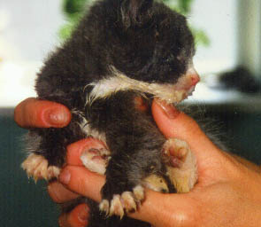 Cats, Too many Cats, Laurie holding kitten.JPG (18258 bytes)