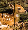 Deer, 2, 225dpi. gun sights TIF.JPG (14117 bytes)