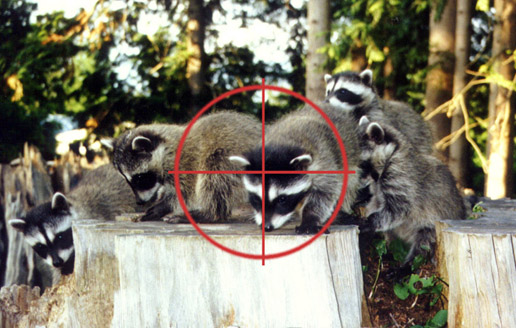 Racoons.sights.JPG (80622 bytes)