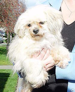 goldie 1.jpg (26030 bytes)