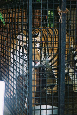 Siberian magic, Martine, 1.jpg (30996 bytes)