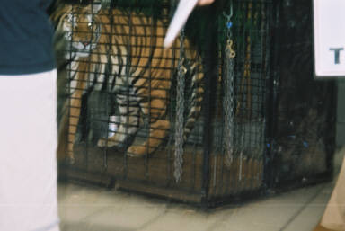 Siberian magic, Martine, 3.jpg (16469 bytes)