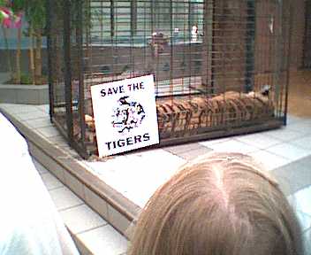 Siberian magic, tiger 2.jpg (15294 bytes)