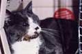 Kamloops SPCA Kills Sick Cats Instead of Making Them Better