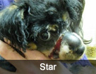 Star's Dog Rescue Video